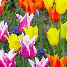 Source of cross stitch pattern: #554781