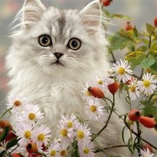Cross stitch pattern: #554785