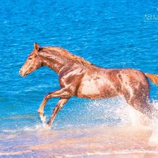 Cross stitch pattern: #554914