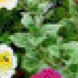Preview of cross stitch pattern: #554925
