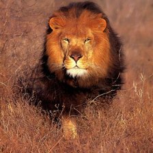 Cross stitch pattern: #555200