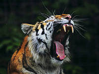 Cross stitch pattern: #555215