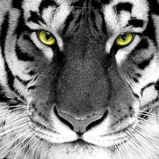 Cross stitch pattern: #555220