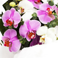 Cross stitch pattern: #555266