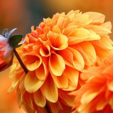 Cross stitch pattern: #555268