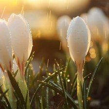 Cross stitch pattern: #555290