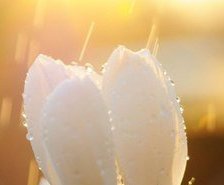 Source of cross stitch pattern: #555291