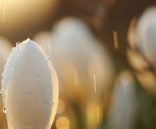 Cross stitch pattern: #555292