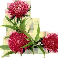 Cross stitch pattern: #555354