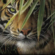 Cross stitch pattern: #556047