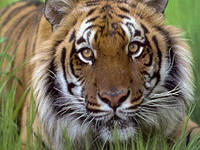 Cross stitch pattern: #556049