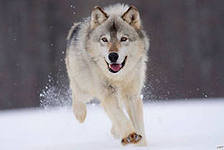 Cross stitch pattern: #556061