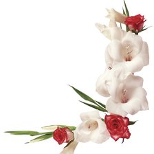 Cross stitch pattern: #556201