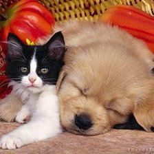 Cross stitch pattern: #556626