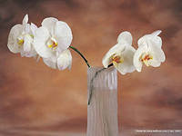 Cross stitch pattern: #556785
