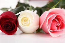 Cross stitch pattern: #556805