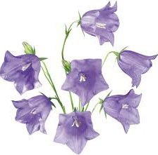 Cross stitch pattern: #557116