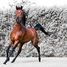 Cross stitch pattern: #557244