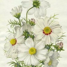 Cross stitch pattern: #558546