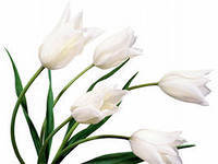 Cross stitch pattern: #558646