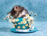 Cross stitch pattern: #558652
