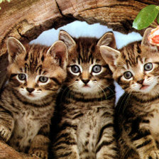Cross stitch pattern: #558979