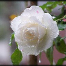 Cross stitch pattern: #559527