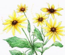 Cross stitch pattern: #560040