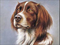 Cross stitch pattern: #560075