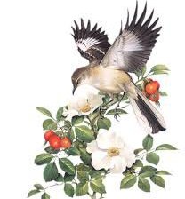 Cross stitch pattern: #560244