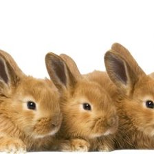 Cross stitch pattern: #560319