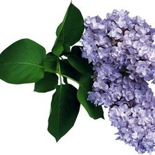 Cross stitch pattern: #561146