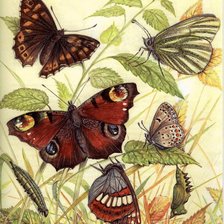 Cross stitch pattern: #562125