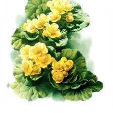 Cross stitch pattern: #562511