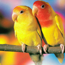 Cross stitch pattern: #563059
