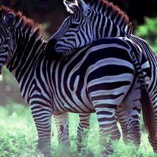 Cross stitch pattern: #565946