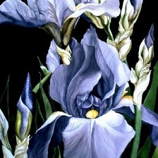 Cross stitch pattern: #566211