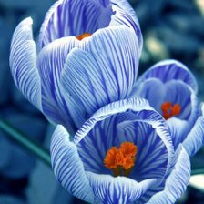 Cross stitch pattern: #568986