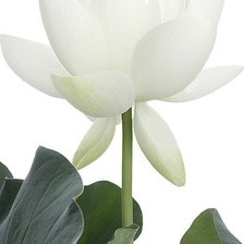 Cross stitch pattern: #569859