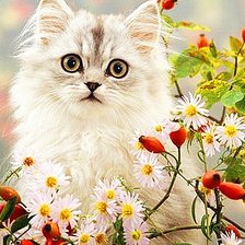 Cross stitch pattern: #570093