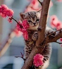 Cross stitch pattern: #571512