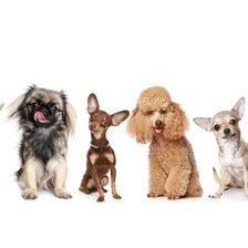 Cross stitch pattern: #572099