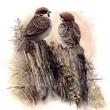 Cross stitch pattern: #572700