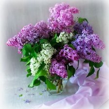 Cross stitch pattern: #579729