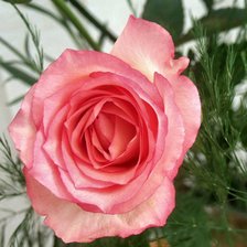 Cross stitch pattern: #581962