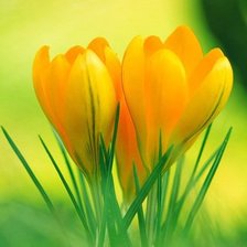 Cross stitch pattern: #582229