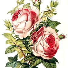 Cross stitch pattern: #583419