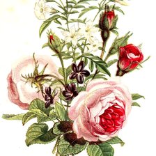 Cross stitch pattern: #583439