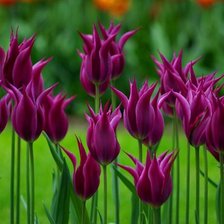Cross stitch pattern: #583507