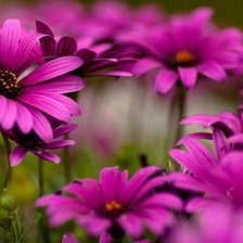 Cross stitch pattern: #583509